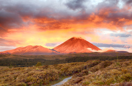 North Island Tours