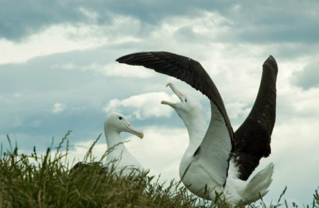 New Zealand Tours