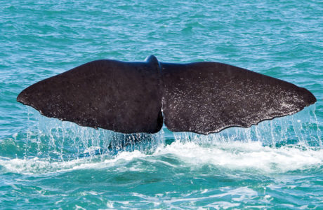 Kaikoura Sperm Whale