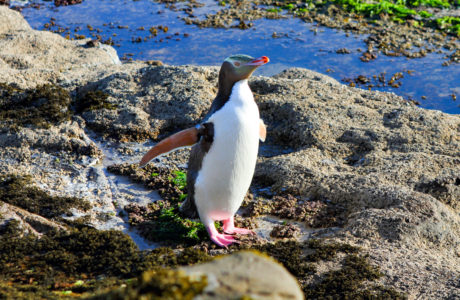 Dunedin Tours