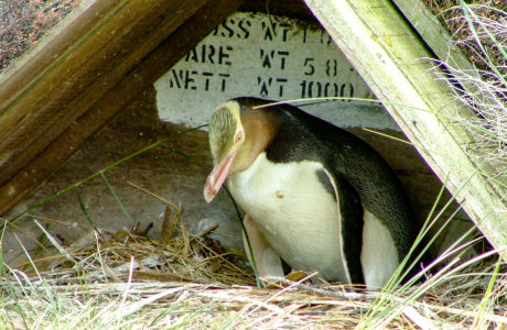 New Zealand Tours