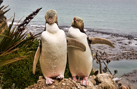 New Zealand Tours