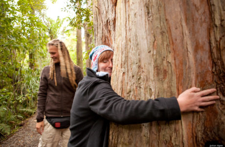 Kauri Tree, Bay of Islands