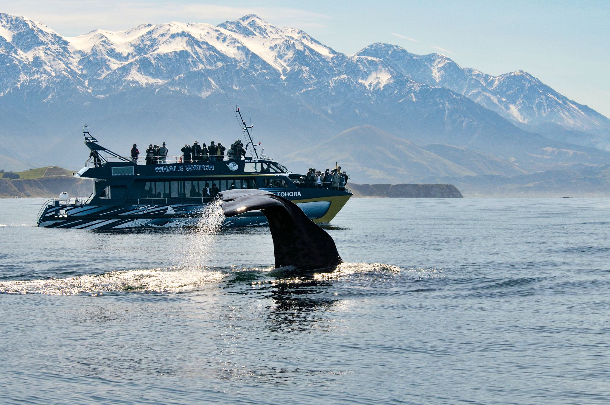 Kaikoura Day Tour Scenic Pacific Tours