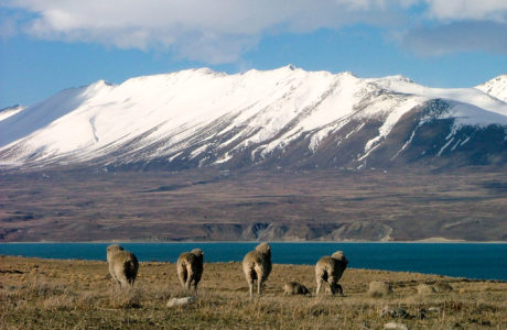 14 Day New Zealand Marvel Guided Tour