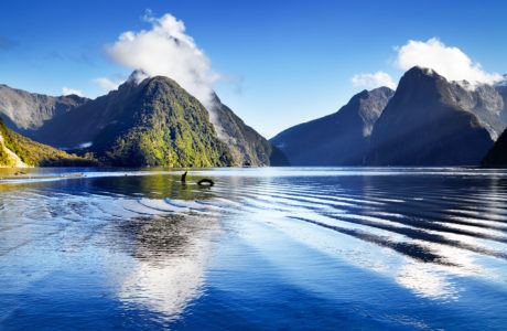 Milford Sound Tours