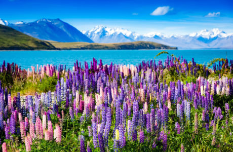 Lake Tekapo, south Island Tours