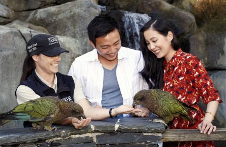 Auckland Tours